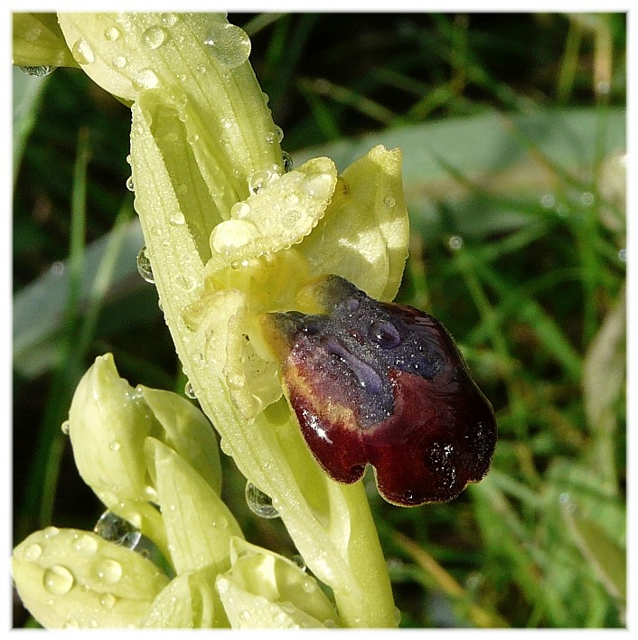 Ophrys fusca s.l. e O. sipontensis